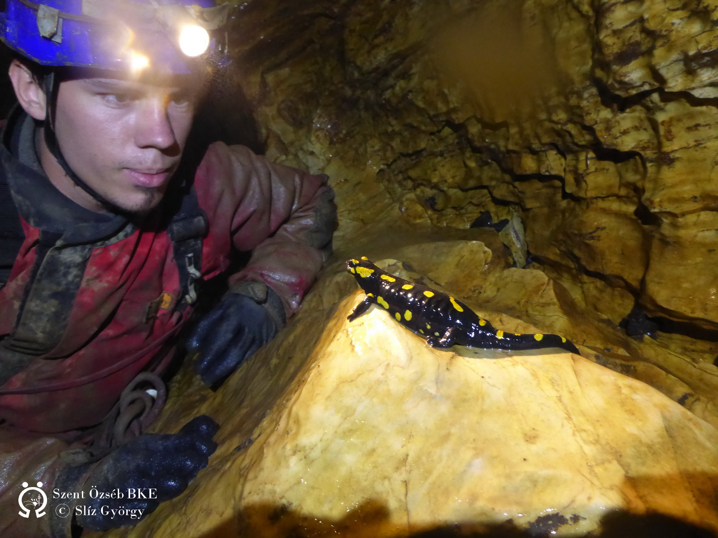 Csapdába esett szalamandra a Pénz-pataki-víznyelőben